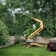 How Our Tree Care Process Works  in  Amboy, IL